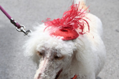 2023-Bridport-Hat-Festival-2nd-Sept-70-Copy-scaled